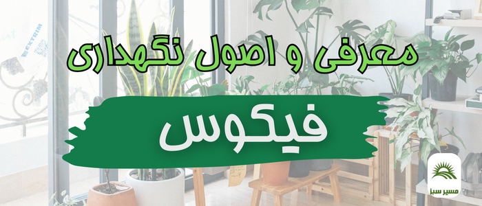 معرفی و نگهداری کامل خانواده فیکوس