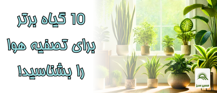 10 گیاه برتر تصفیه کننده هوا