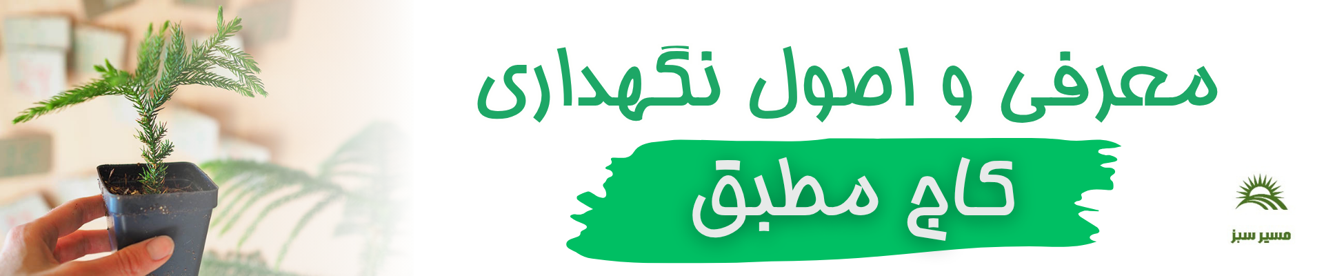 نگهداری کاج مطبق