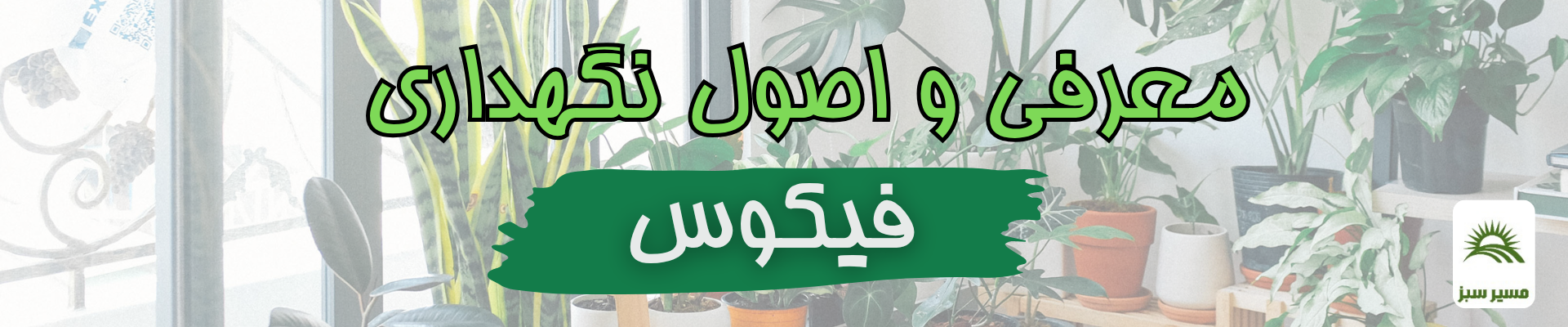 نگهداری فیکوس