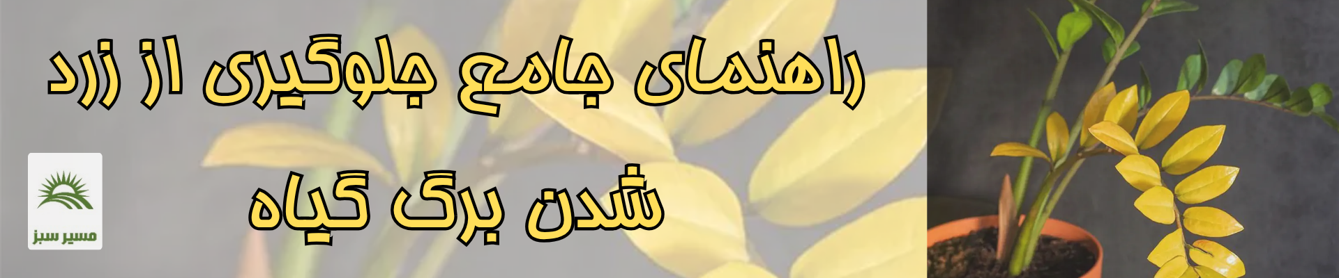 راهنمای جامع زرد شدن برگ گیاهان