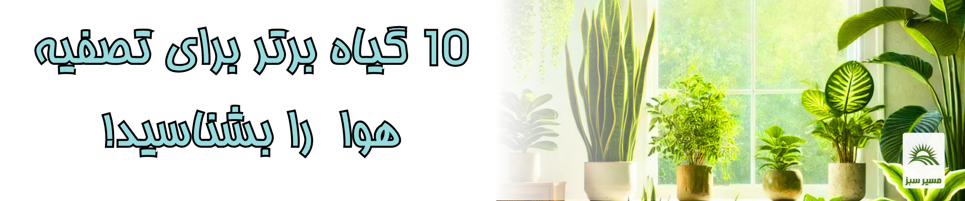 ده گیاه برتر تصفیه کننده هوا