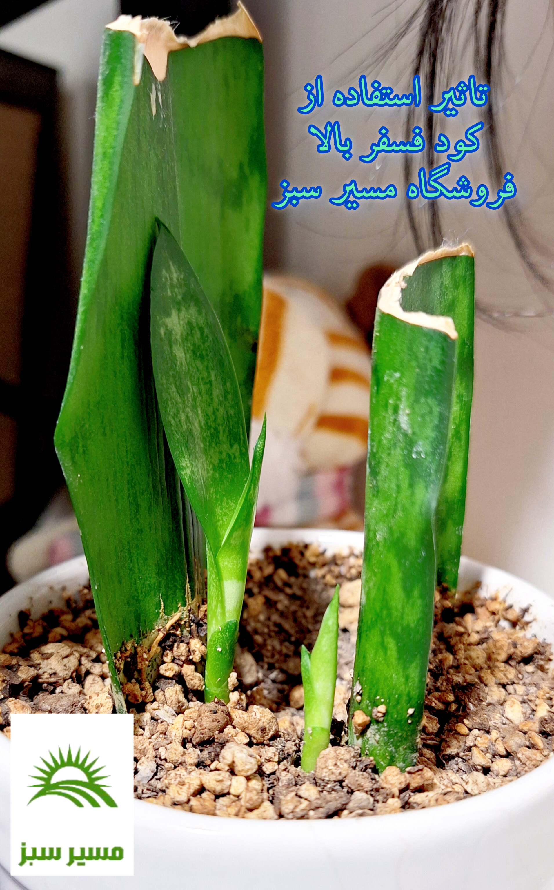 پاجوش دادن سانسوریا پس از قلمه گیری