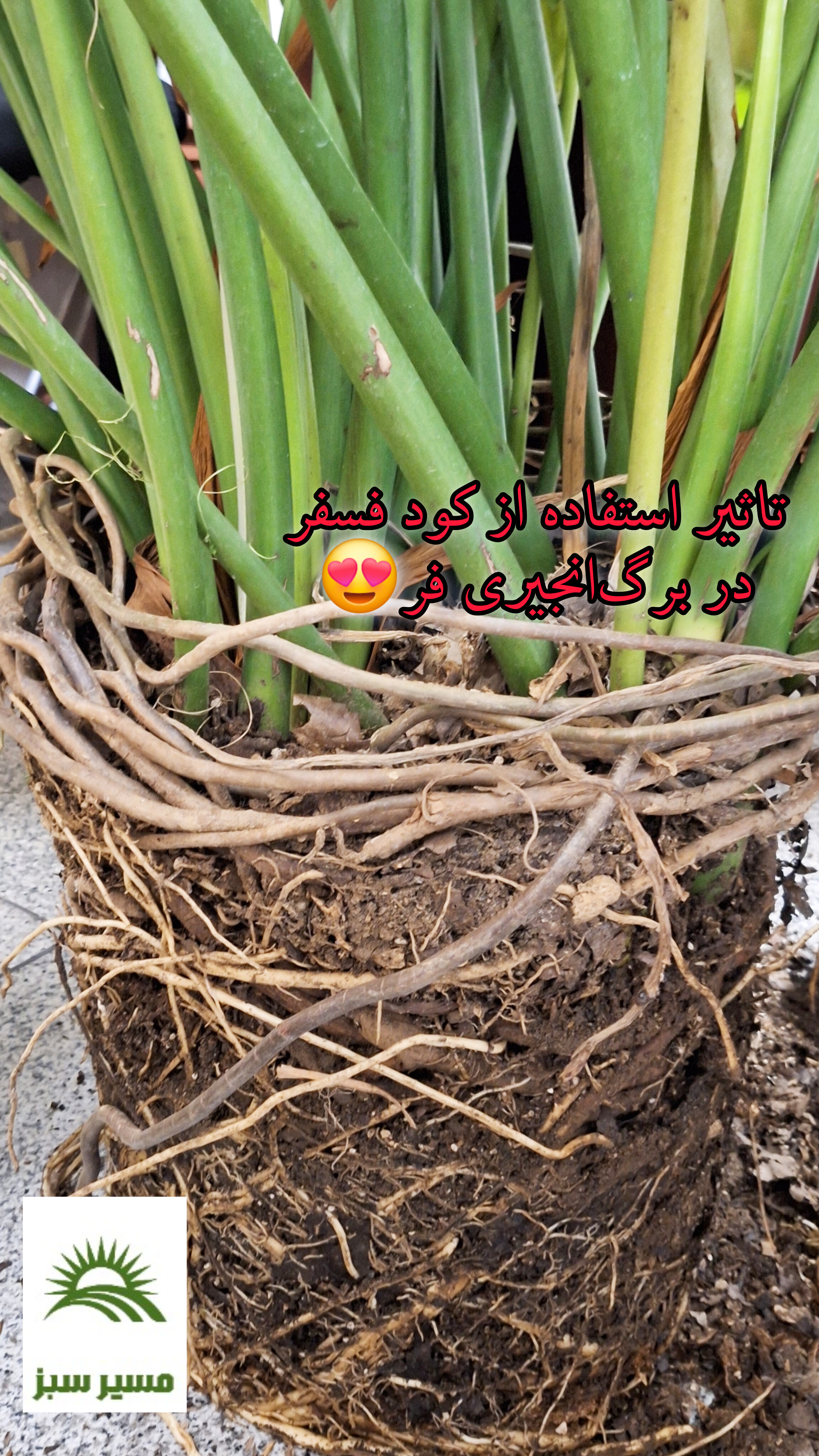 نمونه استفاده از کود ریشه زایی فسفر 105210