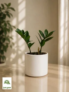 گلدان استوانهای مدرن سایز ۱۰ (4 رنگ بندی)