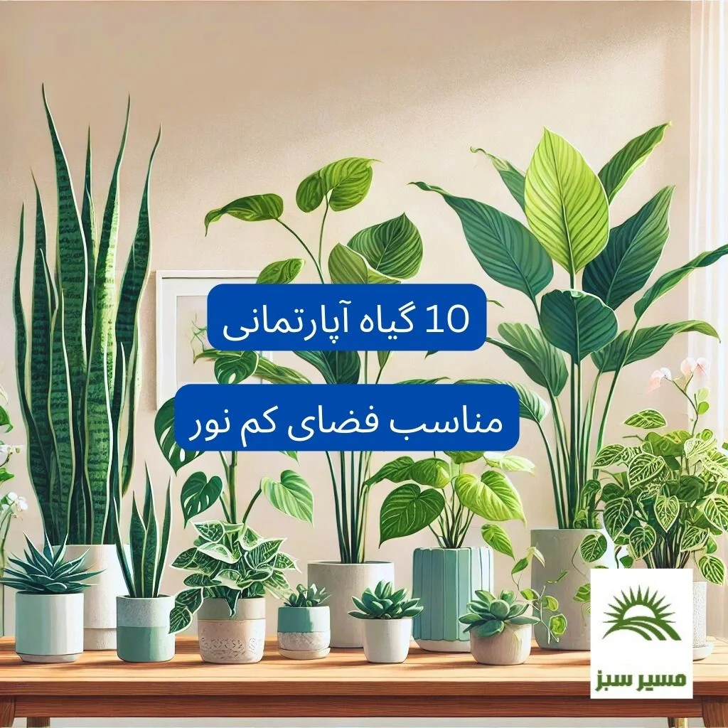 10 گیاه آپارتمانی مناسب فضای کم نور را بشناسید!