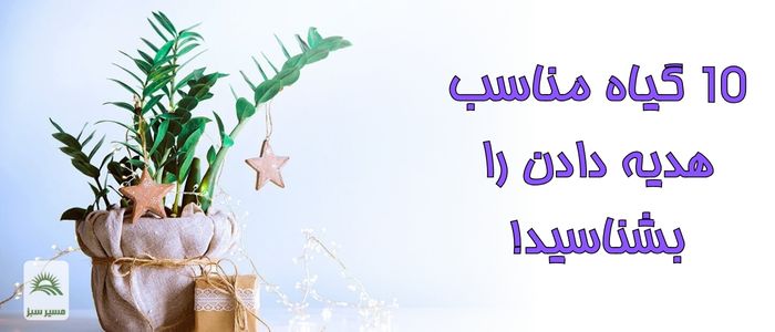 ۱۰ گل و گیاه آپارتمانی شیک مناسب هدیه