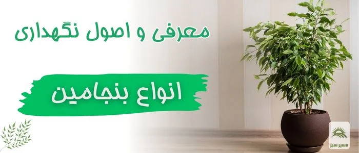 آموزش نگهداری اصولی بنجامین