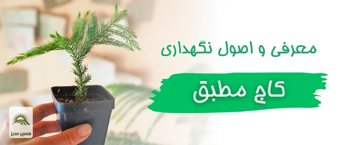 اصول کامل نگهداری کاج مطبق