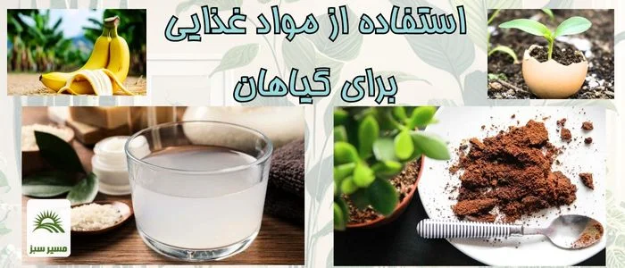 تاثیر مواد غذایی خانگی روی رشد گیاهان!