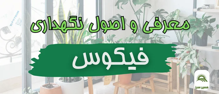 معرفی و نگهداری کامل خانواده فیکوس