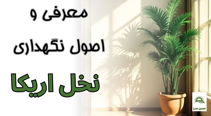 معرفی و اصول نگهداری نخل اریکا