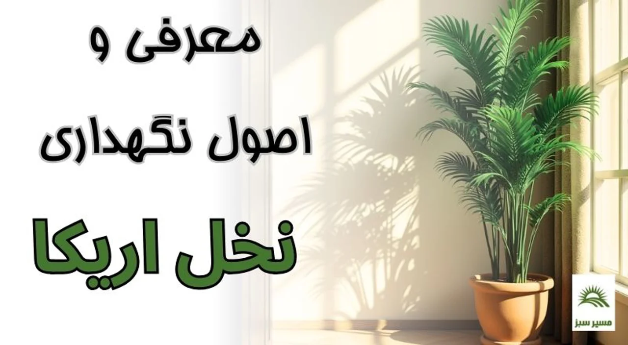 معرفی و اصول نگهداری نخل اریکا
