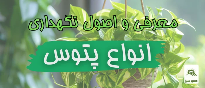 معرفی کامل و نگهداری پتوس + کود دهی و تکثیر