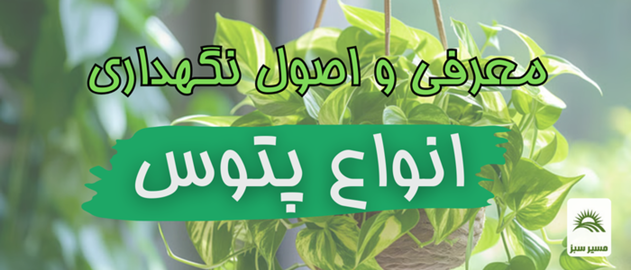 معرفی کامل و نگهداری پتوس + کود دهی و تکثیر
