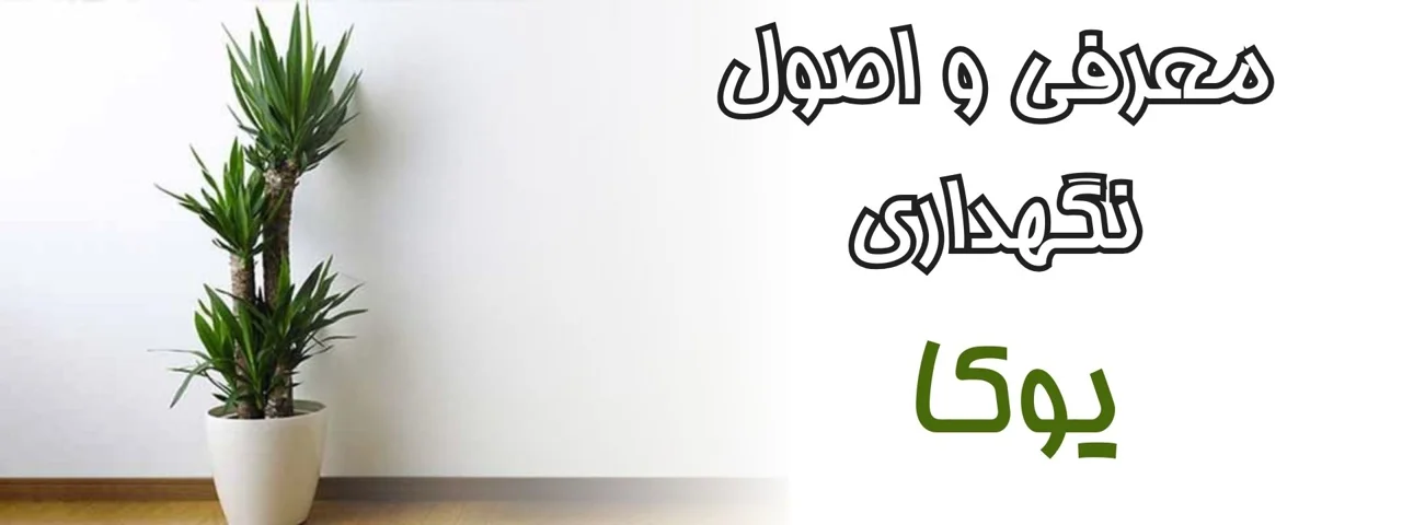 معرفی و شرایط نگهداری یوکا