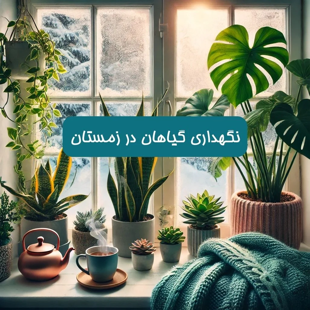 چطور گیاهان آپارتمانی را در زمستان سرحال نگه داریم؟