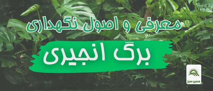 معرفی و اصول نگهداری برگ انجیری (مانسترا)