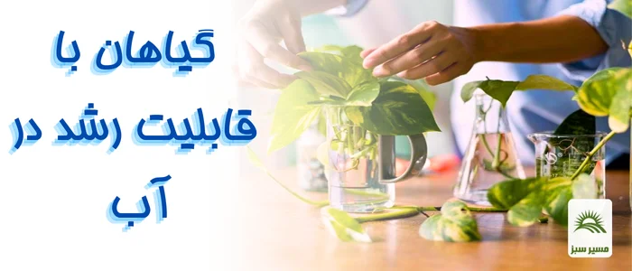 گیاهان مناسب رشد در آب