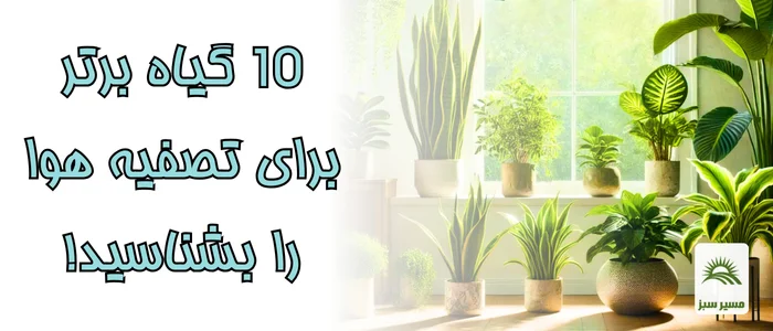 10 گیاه برتر تصفیه کننده هوا