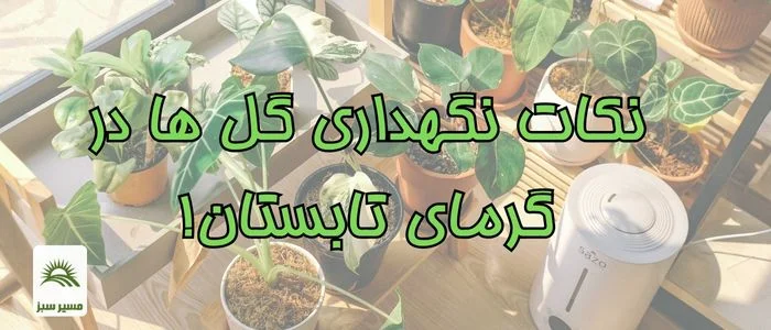 نگهداری از گل ها در گرمای تابستان