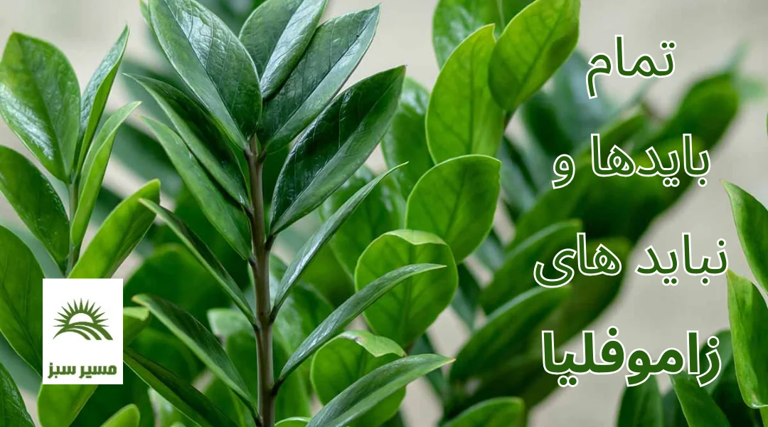معرفی و نگهداری گیاه زاموفلیا + تکثیر و کوددهی