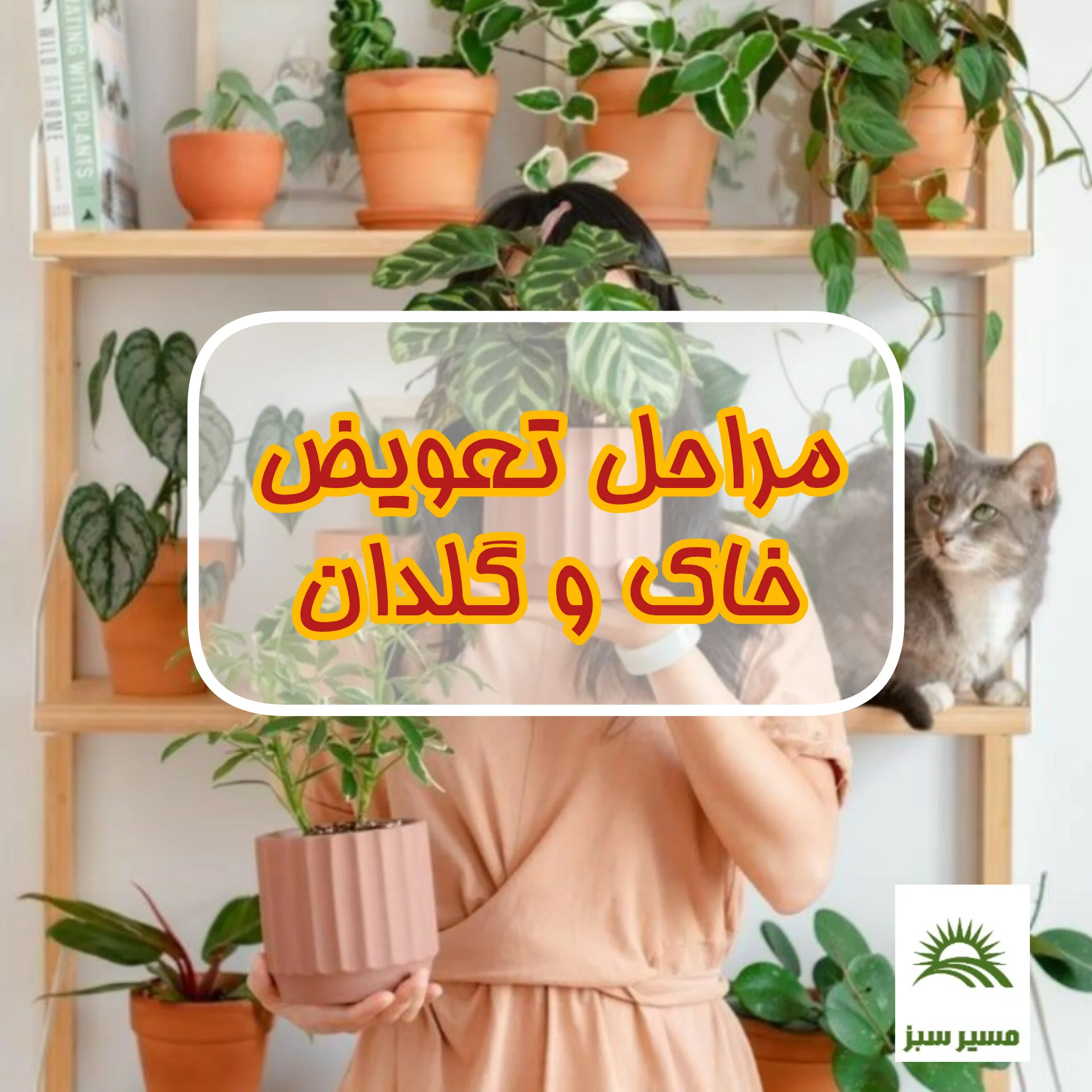 راهنمای جامع تعویض گلدان و خاک گیاهان
