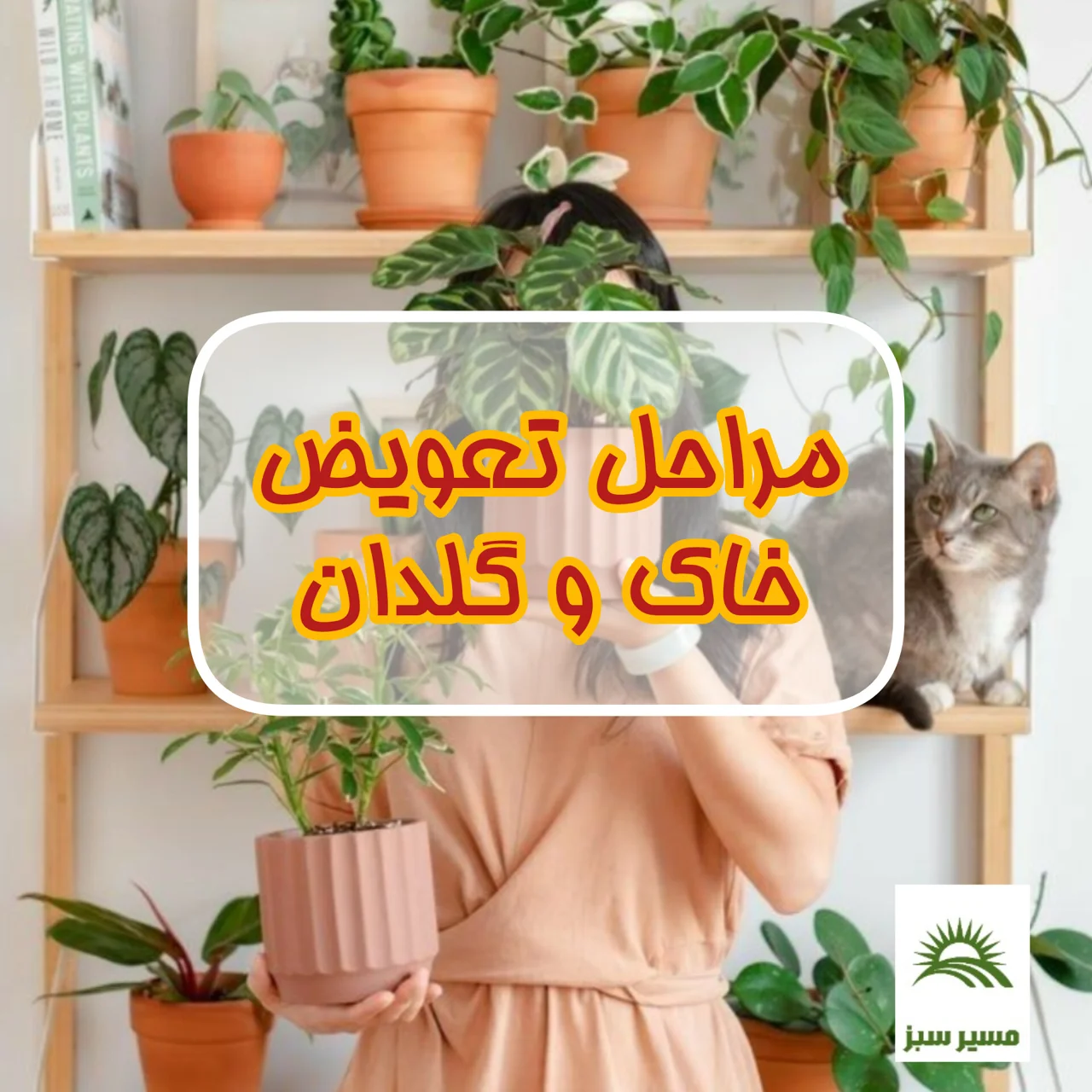 راهنمای جامع تعویض گلدان و خاک گیاهان