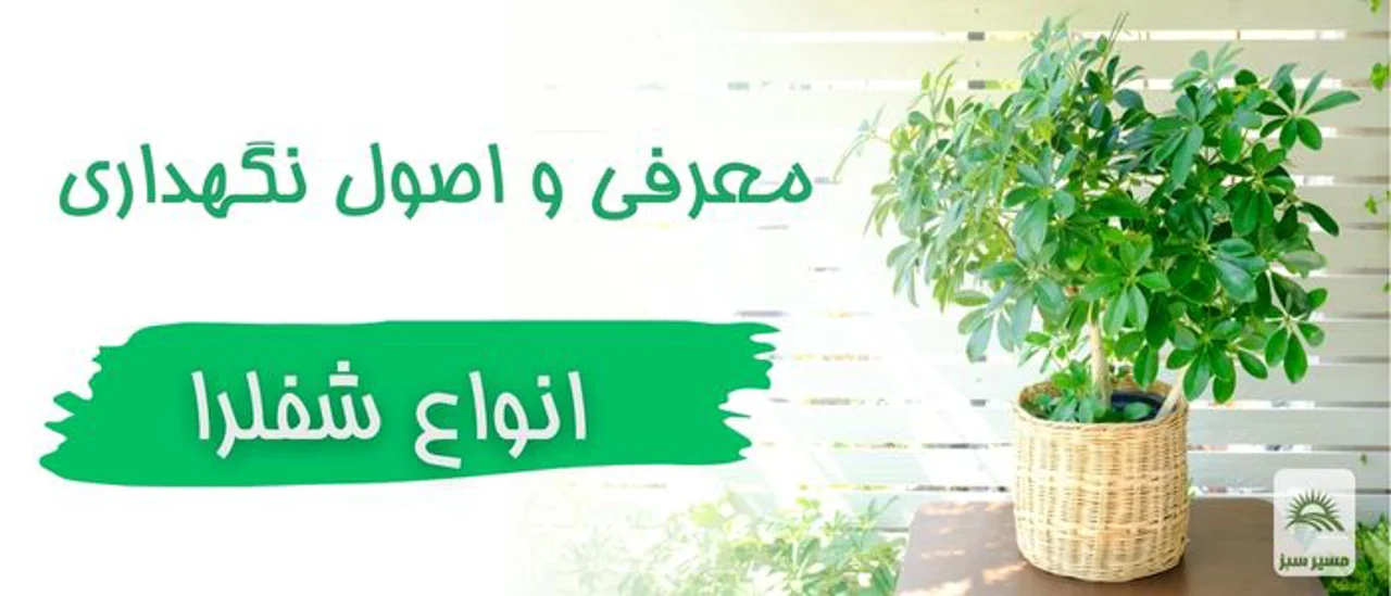 آموزش کامل نگهداری از شفلرا 🌿 + معرفی آفات، کود مناسب و تکثیر