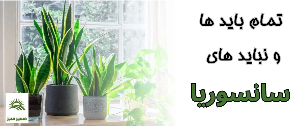 معرفی و نگهداری گیاه سانسوریا