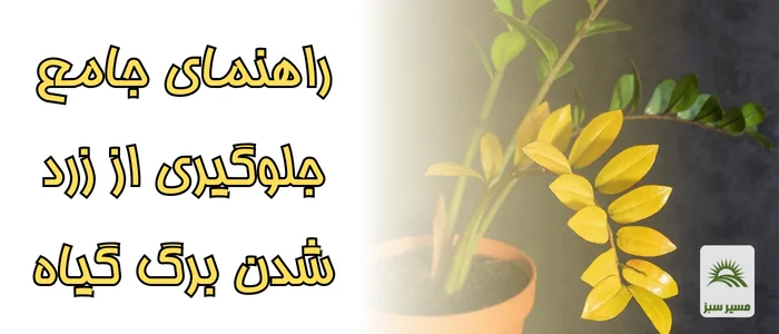 راهنمای جامع جلوگیری از زرد شدن برگ گیاهان