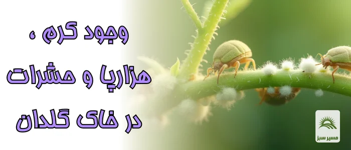 وجود کرم ، هزارپا و حشرات در خاک گلدان
