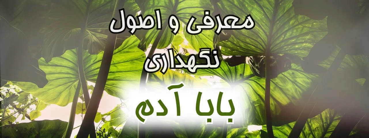 معرفی کامل و نحوه نگهداری گیاه بابا آدم